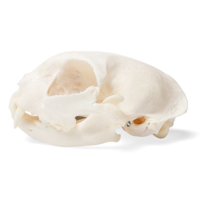 3B Scientific Real Cat Skull (Felis Catus)